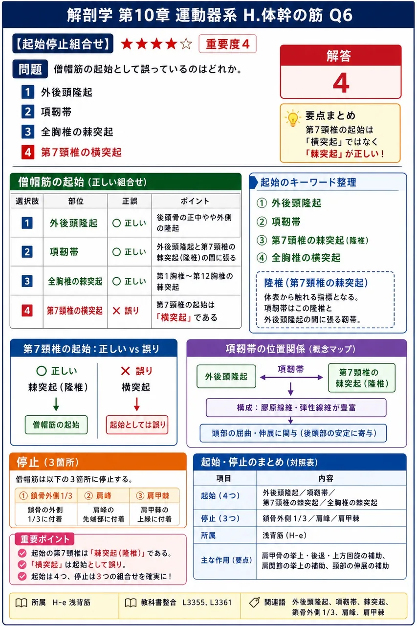 広背筋の停止部はどれか。 解説図