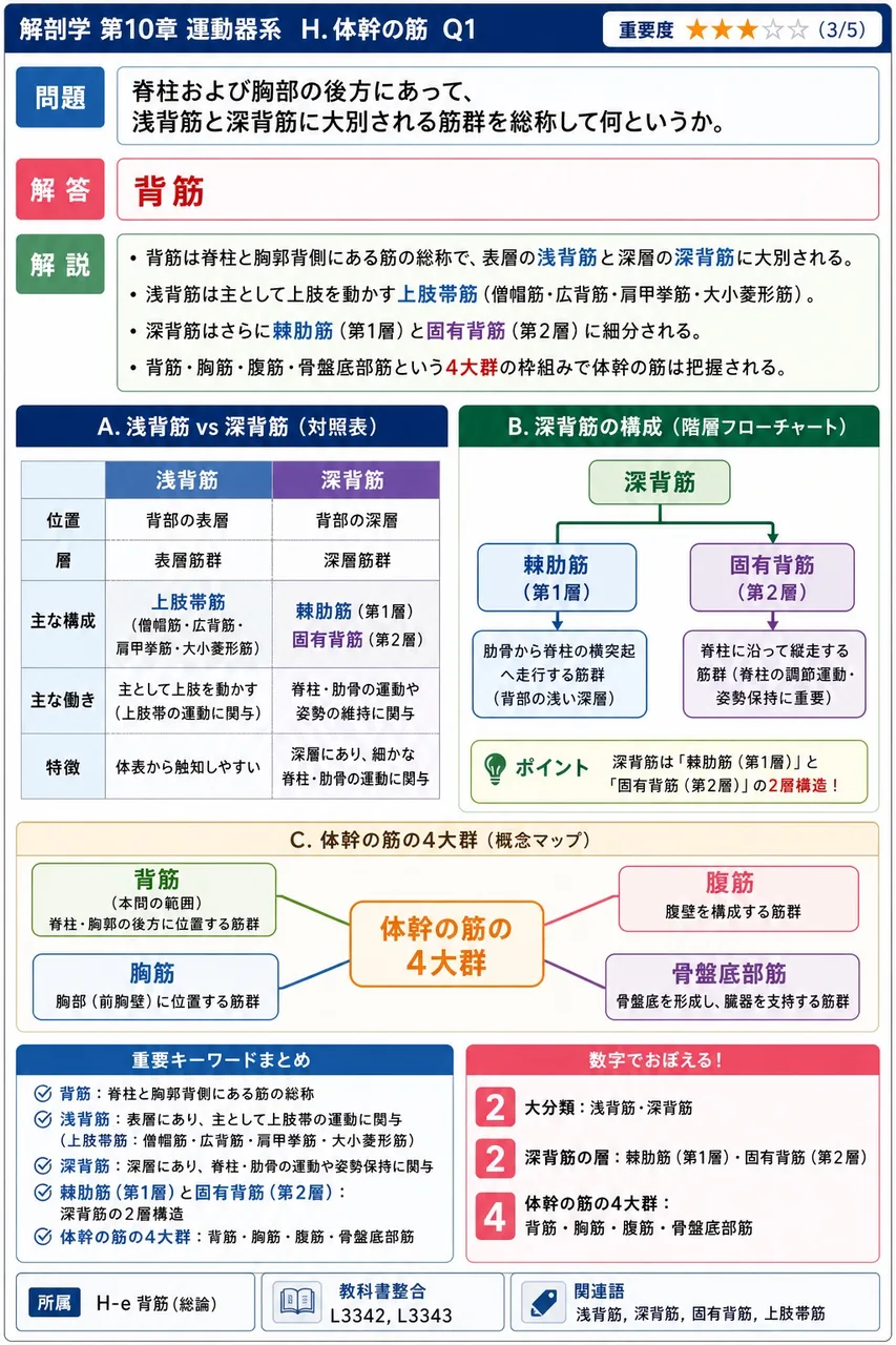 前鋸筋を支配する神経はどれか。 解説図