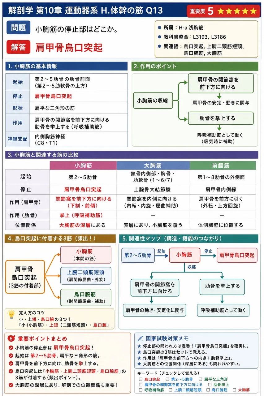 小胸筋の停止部はどこか。 解説図