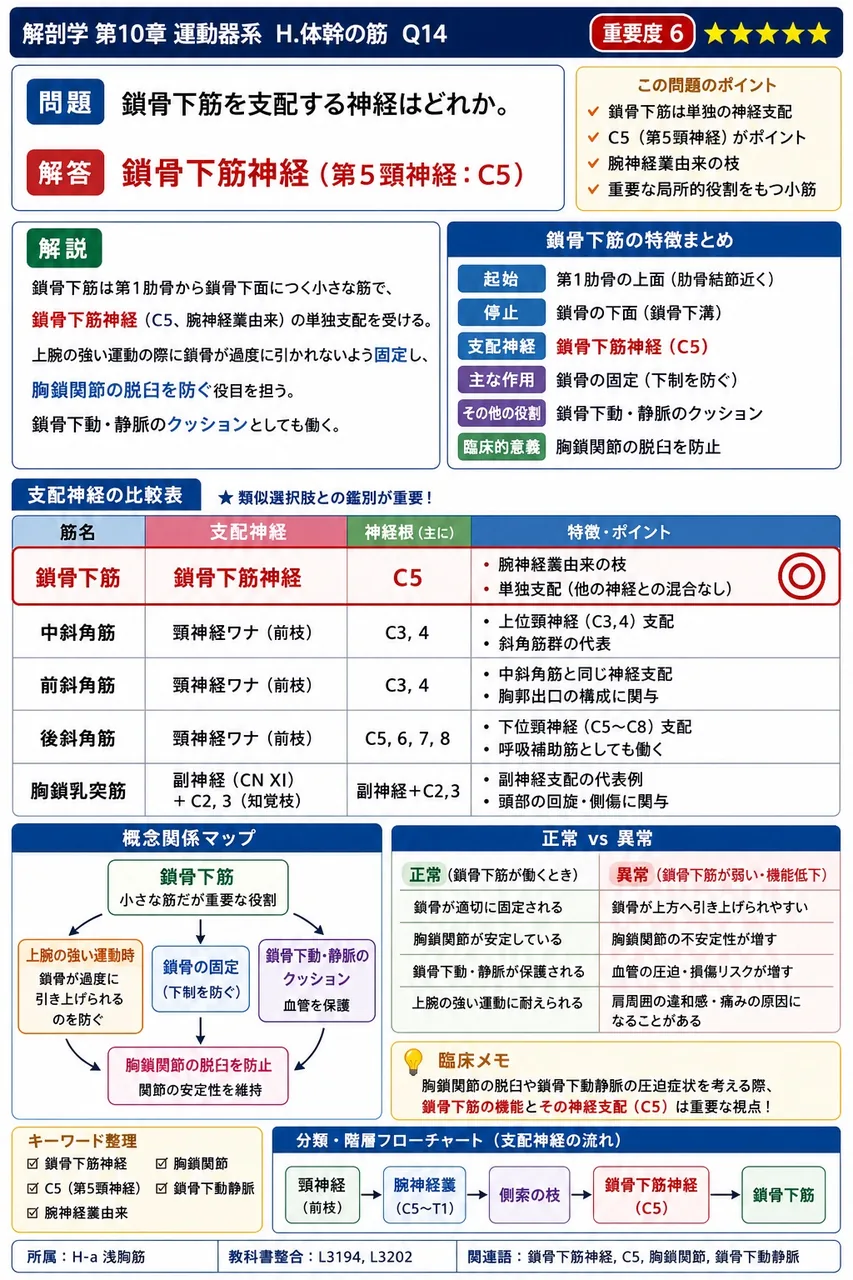 鎖骨下筋を支配する神経はどれか。 解説図