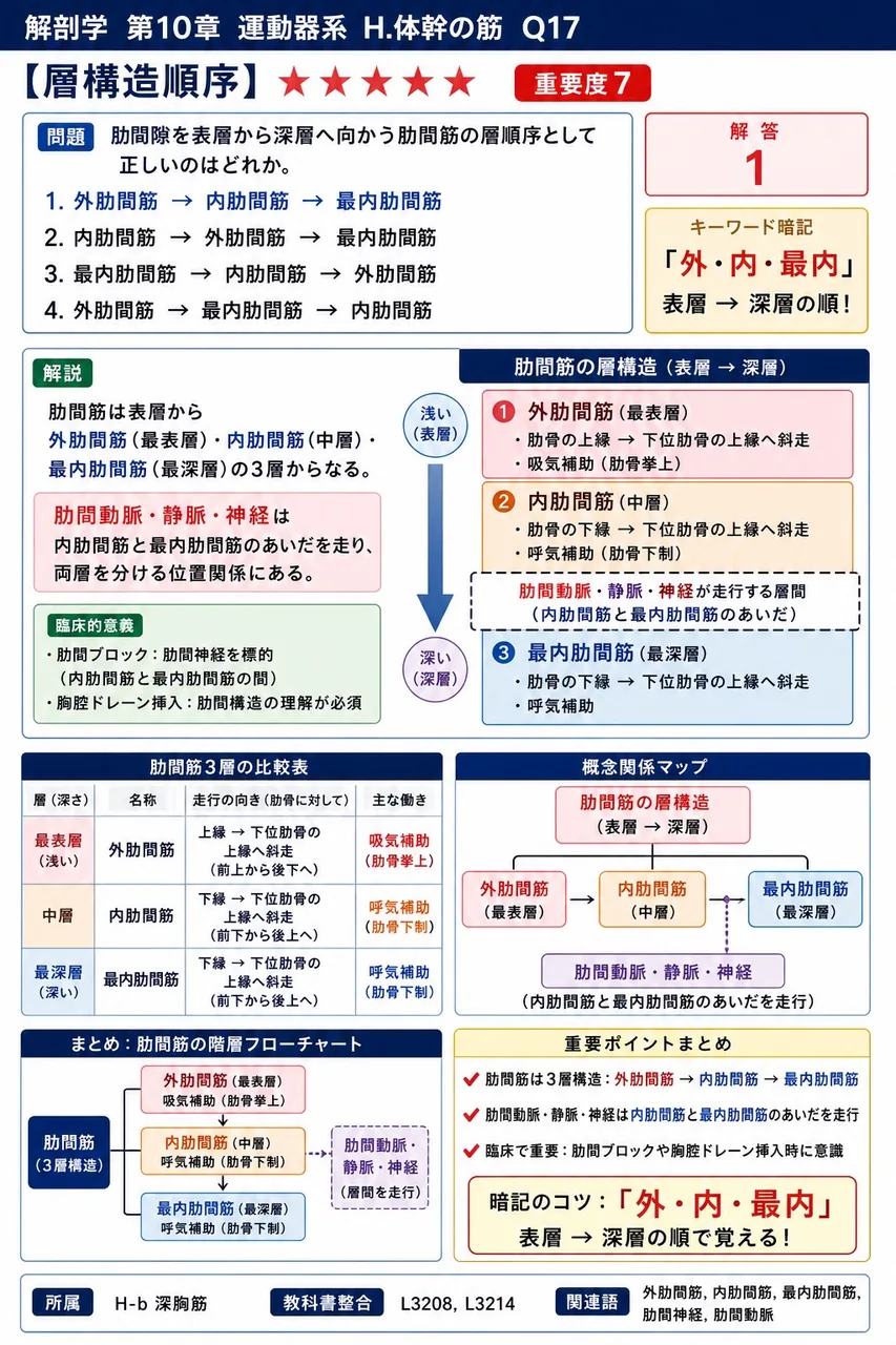 肋間隙を表層から深層へ向かう肋間筋の層順序として正しいのはどれか。 解説図
