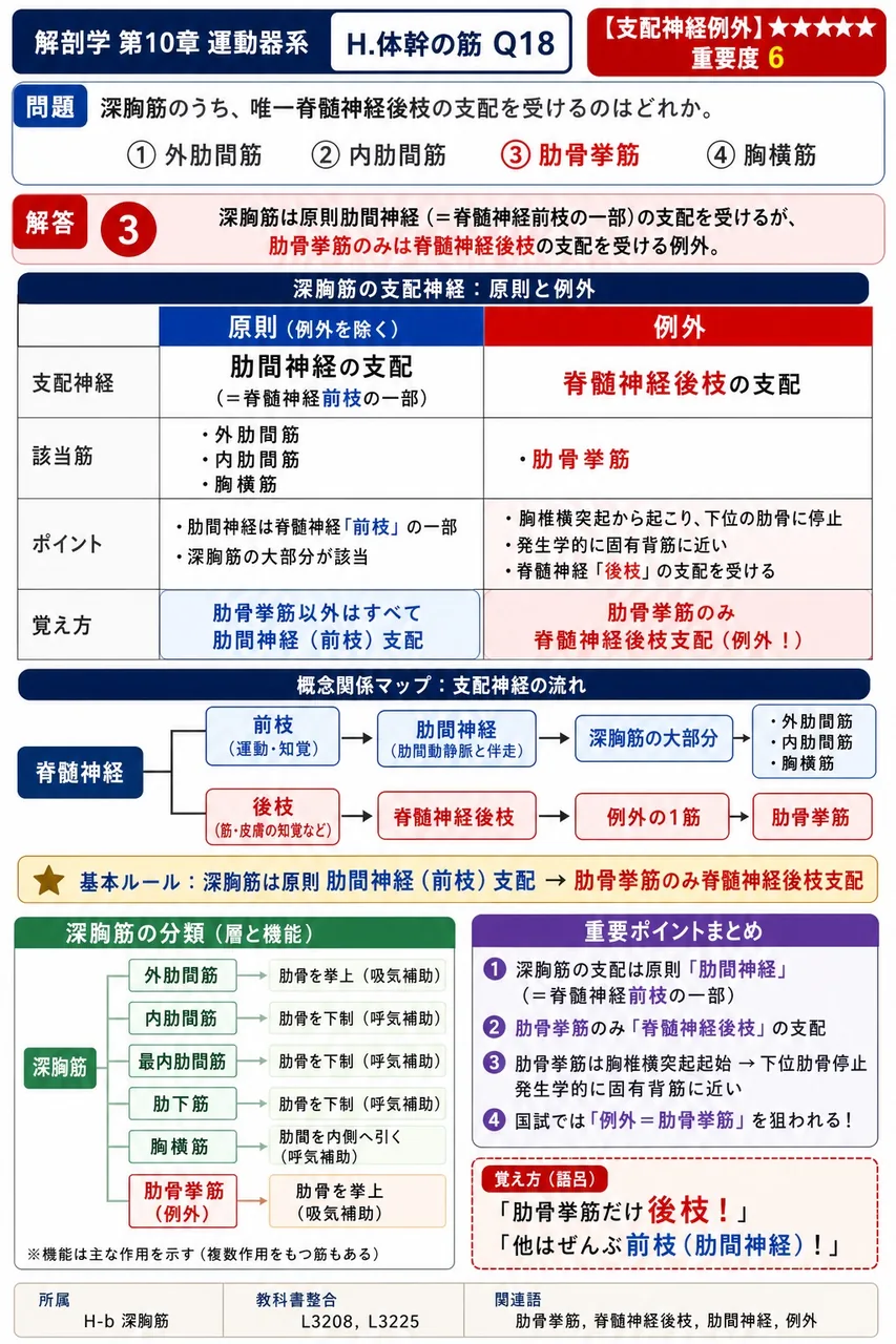 深胸筋のうち、唯一脊髄神経後枝の支配を受けるのはどれか。 解説図