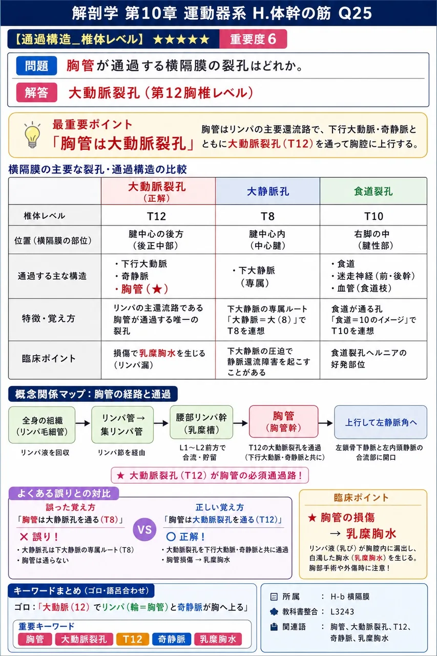 胸管が通過する横隔膜の裂孔はどれか。 解説図