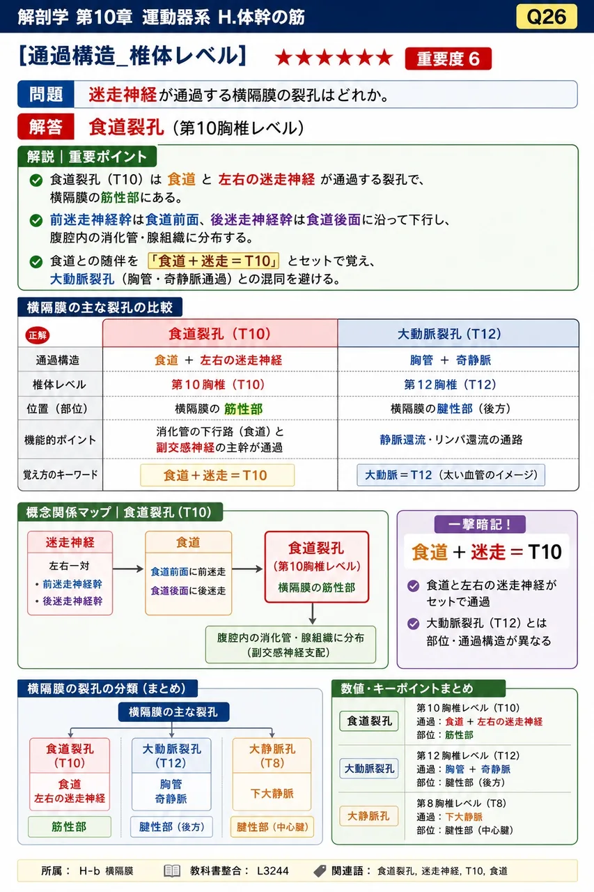 迷走神経が通過する横隔膜の裂孔はどれか。 解説図