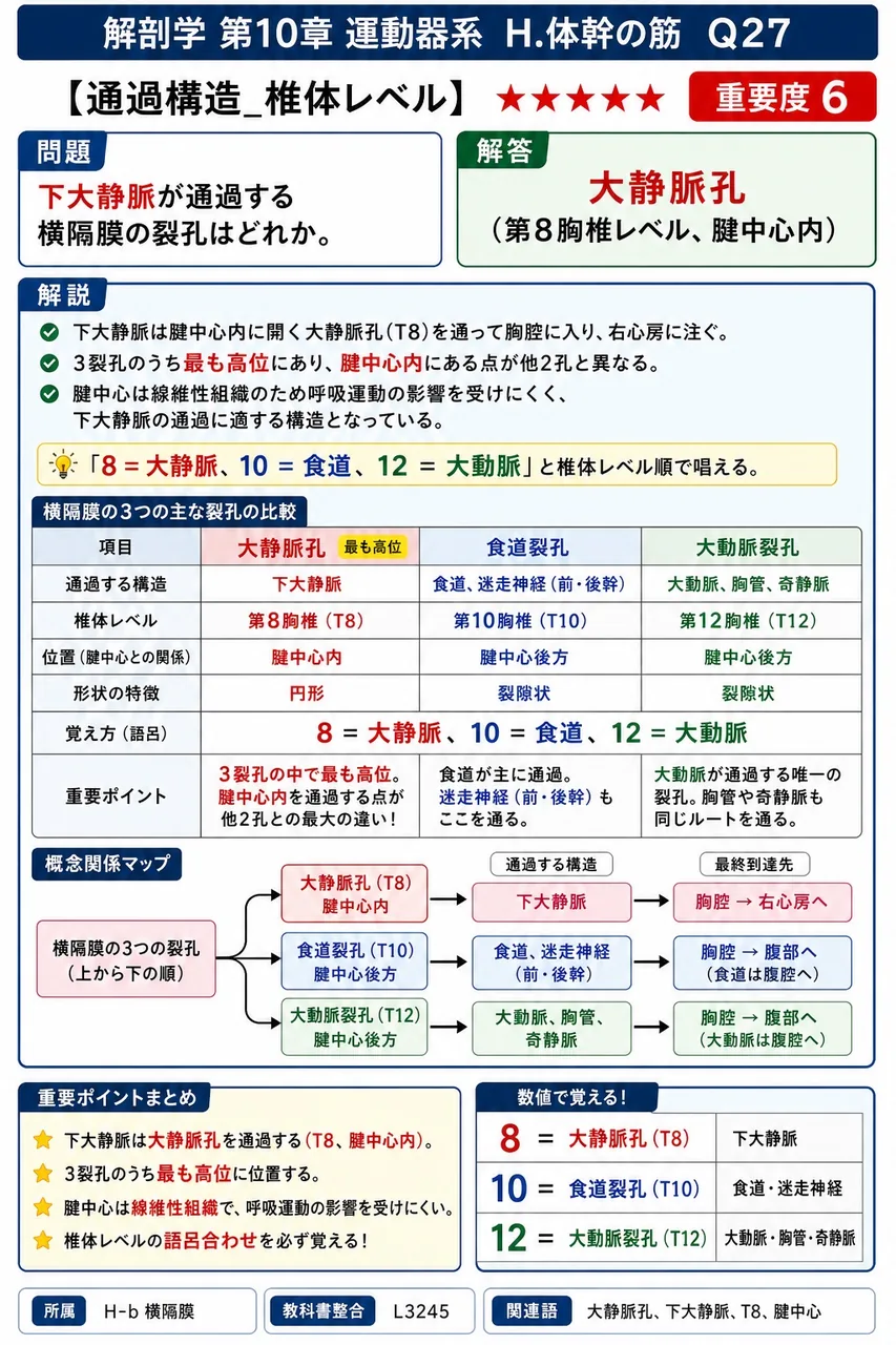 下大静脈が通過する横隔膜の裂孔はどれか。 解説図