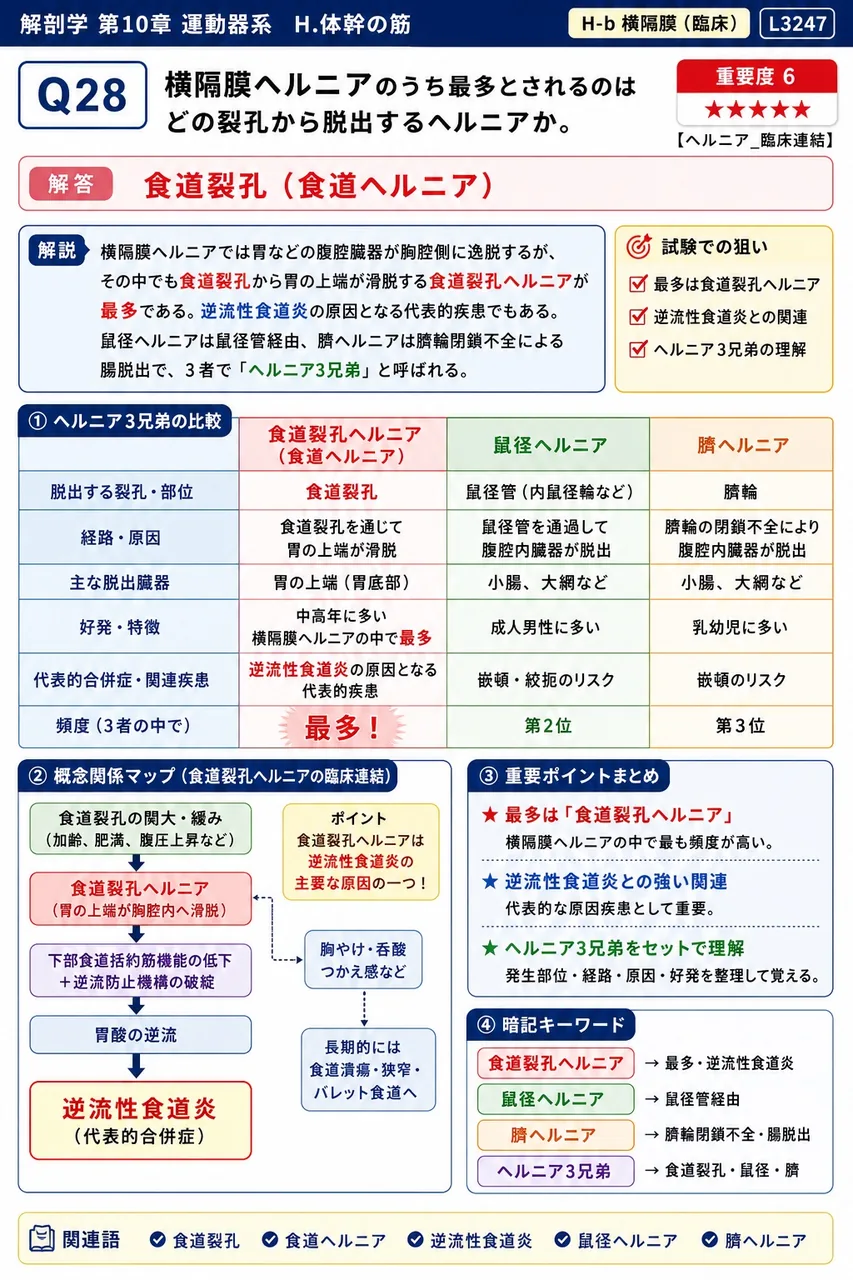 横隔膜ヘルニアのうち最多とされるのはどの裂孔から脱出するヘルニアか。 解説図