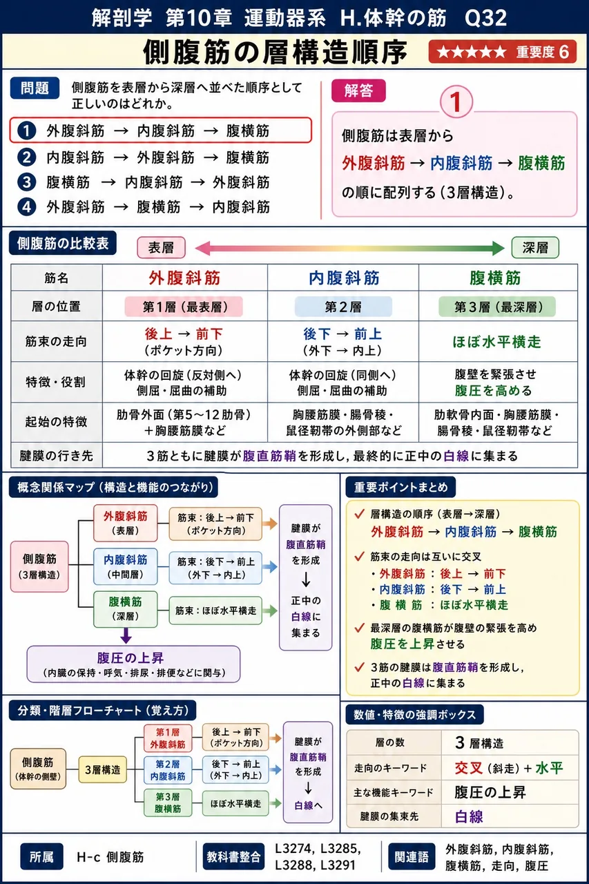 側腹筋を表層から深層へ並べた順序として正しいのはどれか。 解説図