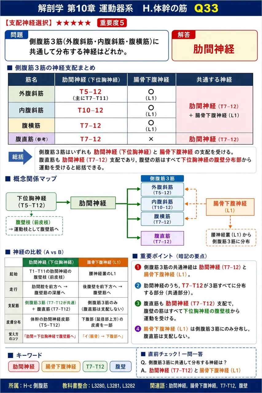 側腹筋3筋(外腹斜筋・内腹斜筋・腹横筋)に共通して分布する神経はどれか。 解説図