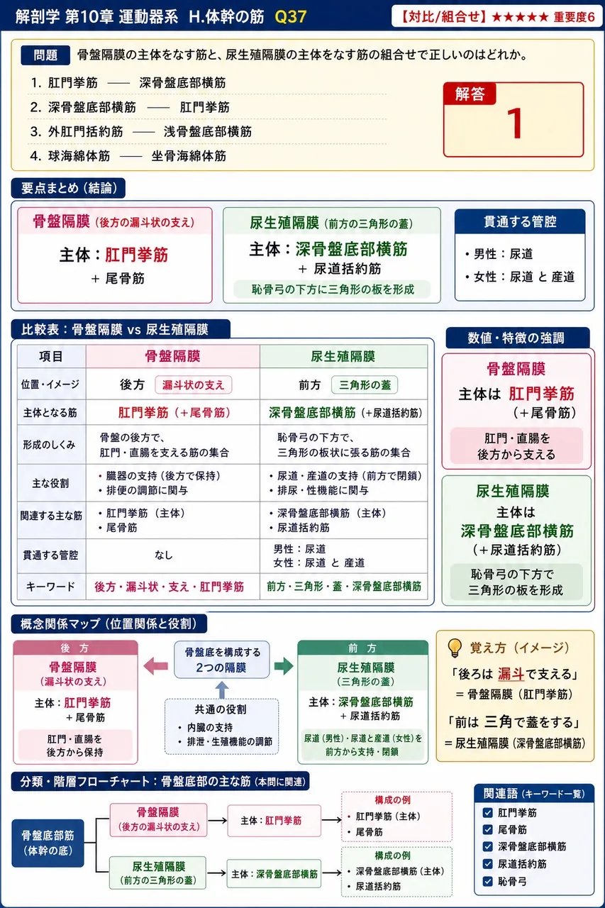 骨盤隔膜の主体をなす筋と、尿生殖隔膜の主体をなす筋の組合せで正しいのはどれか。 解説図