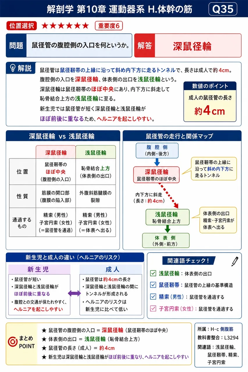 僧帽筋上部線維と肩甲挙筋に共通する作用はどれか。 解説図