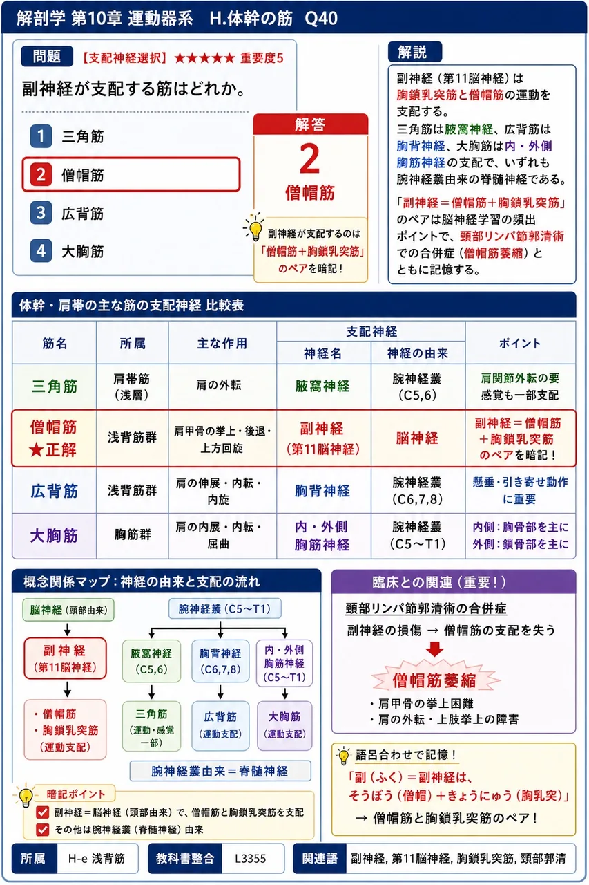 副神経が支配する筋はどれか。 解説図