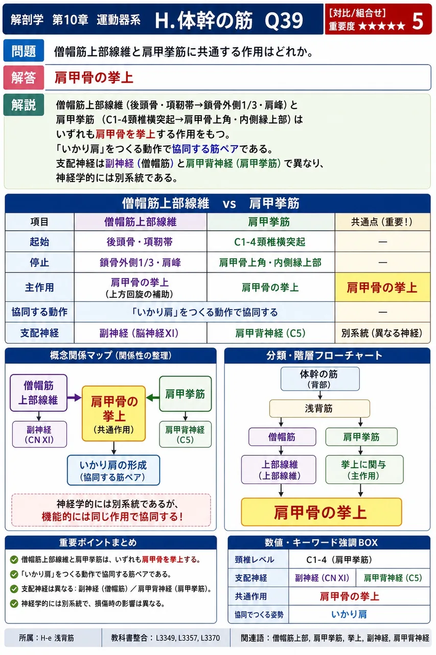 板状筋について正しいのはどれか。 解説図