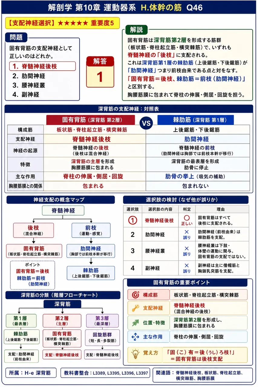 固有背筋の支配神経として正しいのはどれか。 解説図