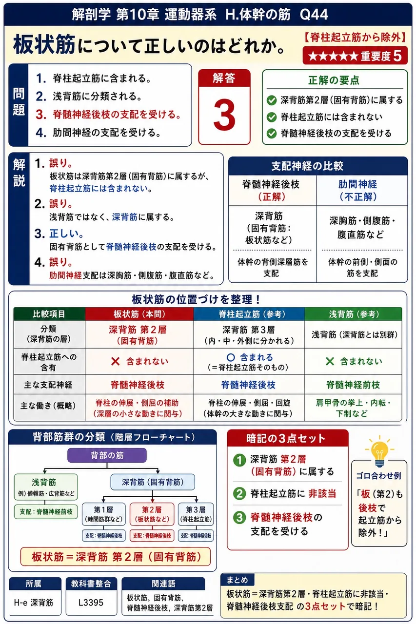 下後鋸筋の停止部はどれか。 解説図