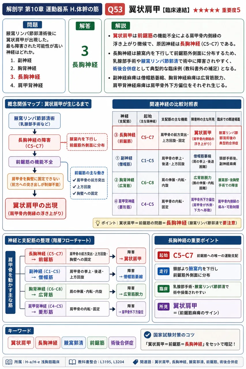 腋窩リンパ節郭清術後に翼状肩甲が出現した。最も障害された可能性が高い神経はどれか。 解説図