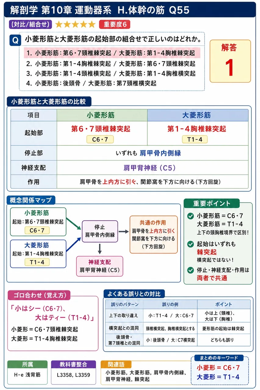 後頭下筋の支配神経はどれか。 解説図