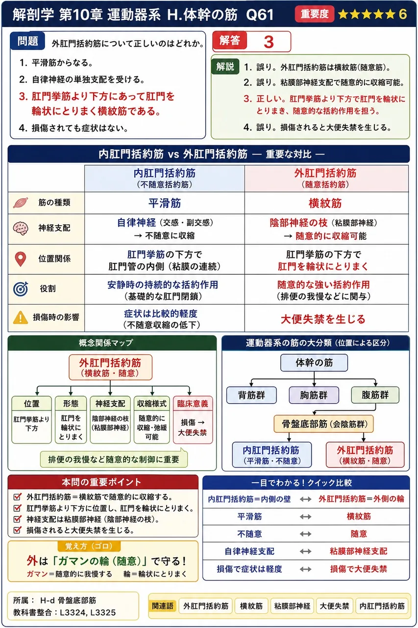 外肛門括約筋について正しいのはどれか。 解説図