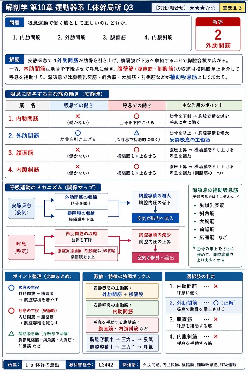 吸息運動で働く筋として正しいのはどれか。 解説図
