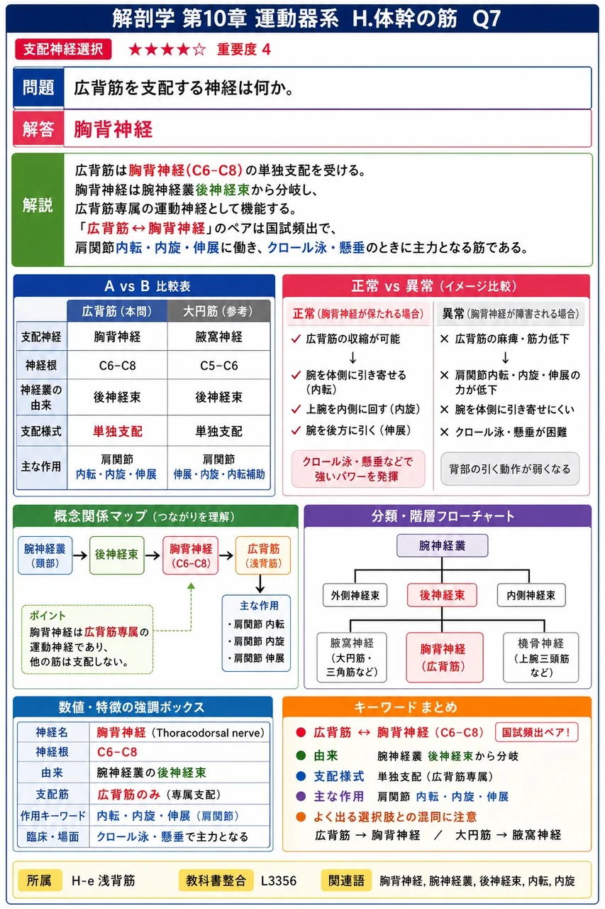 左右の腹直筋の間で剣状突起から恥骨結合まで続き、太い血管や神経のない腱膜状の正中帯を何というか。 解説図