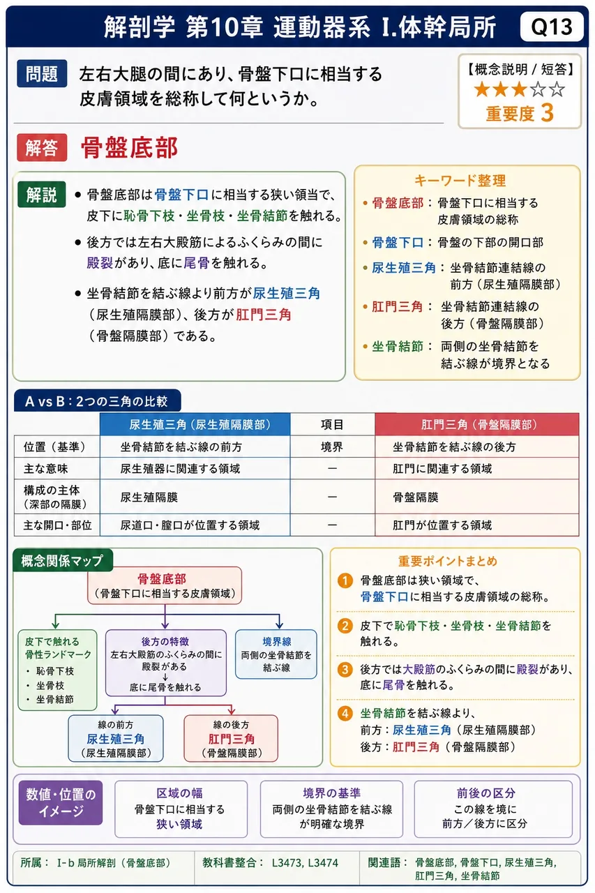 左右大腿の間にあり、骨盤下口に相当する皮膚領域を総称して何というか。 解説図