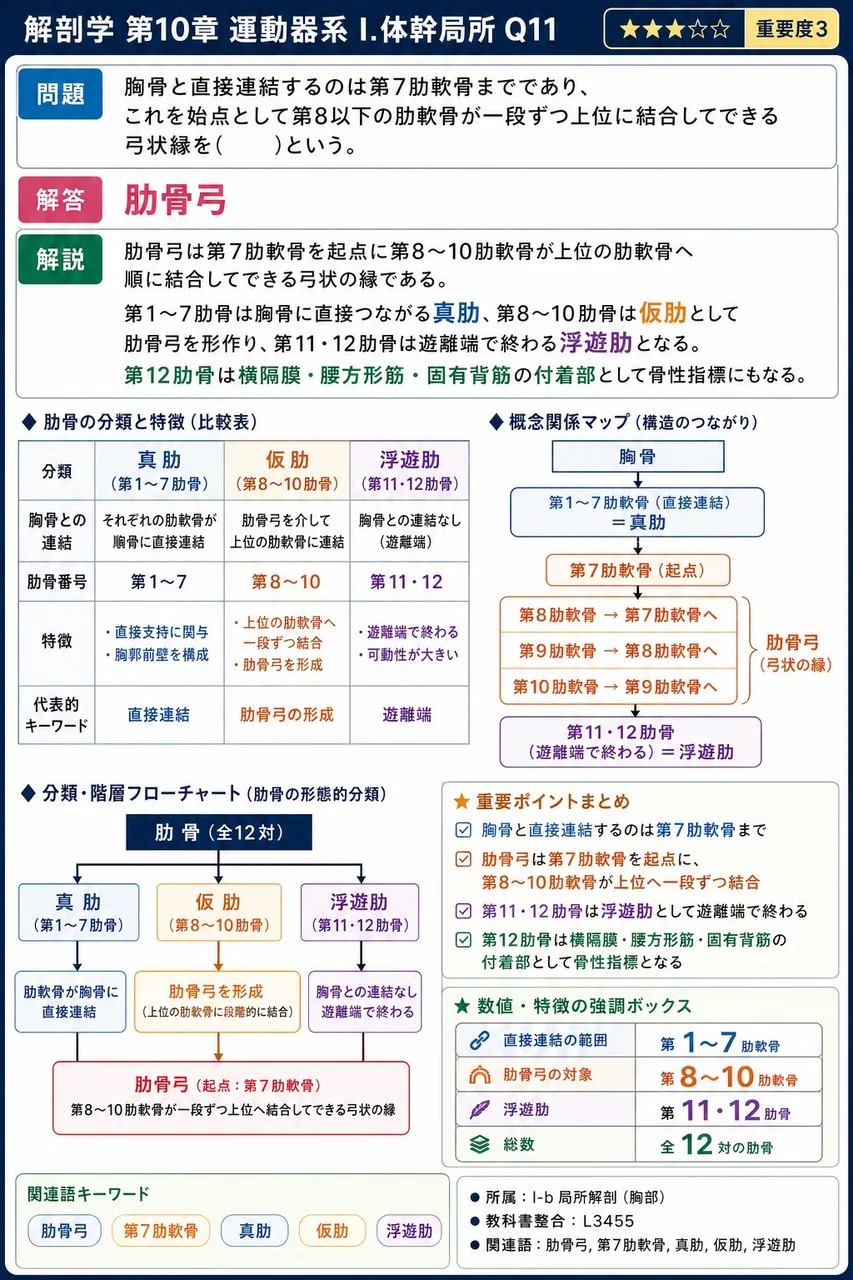 肛門括約筋や会陰横筋とその筋膜が集合する、会陰中央の線維性結節の名称を答えよ。 解説図