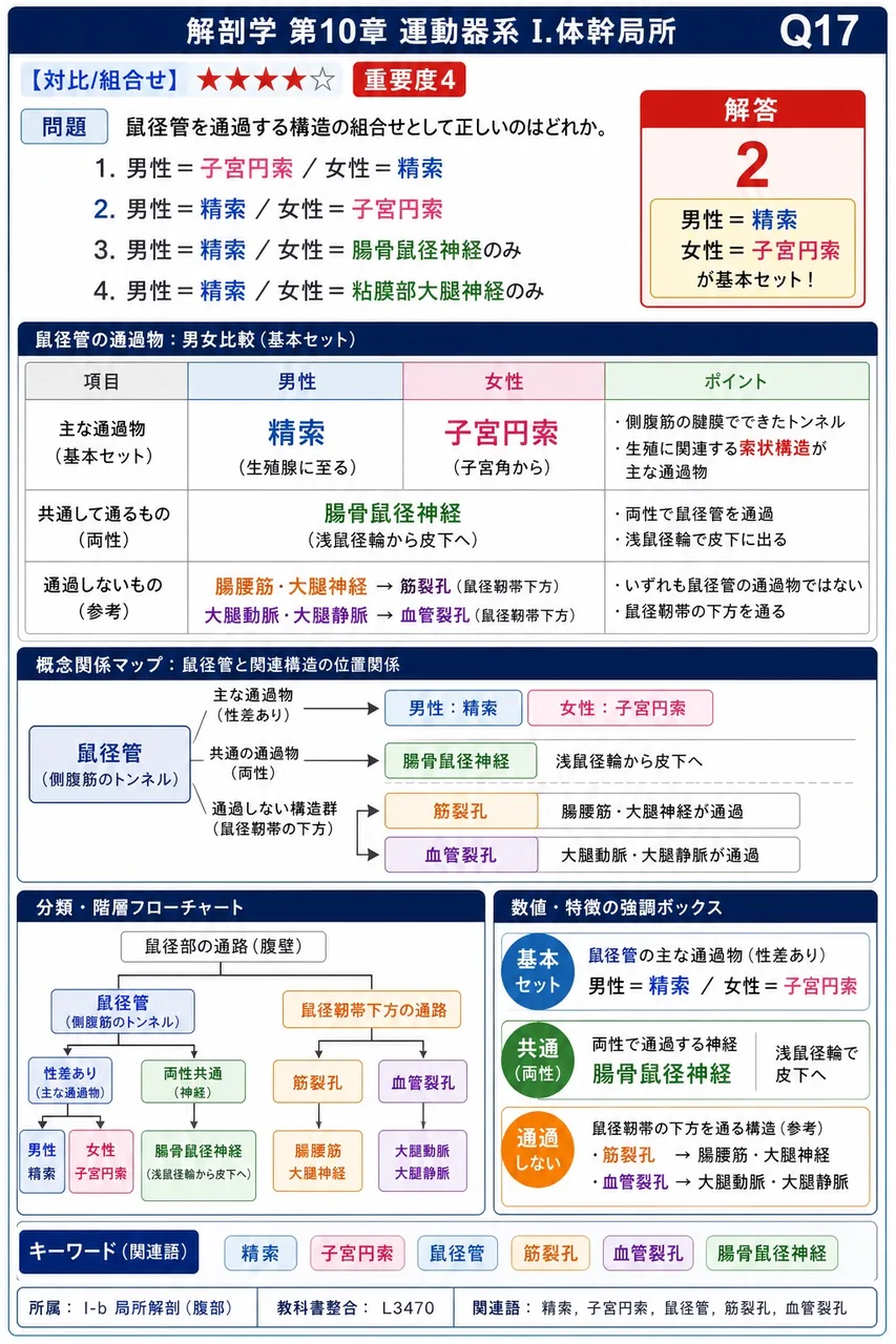 鼠径管を通過する構造の組合せとして正しいのはどれか。 解説図
