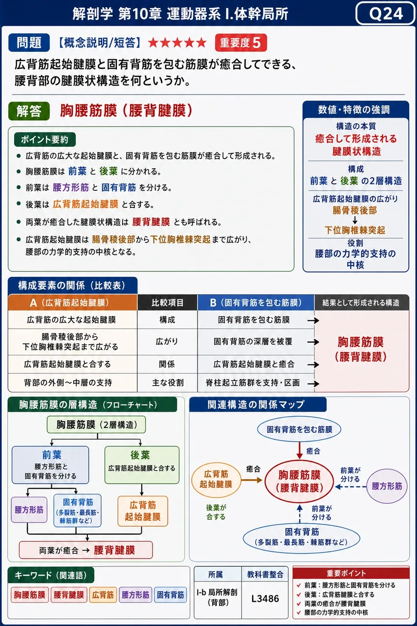 広背筋起始腱膜と固有背筋を包む筋膜が癒合してできる、腰背部の腱膜状構造を何というか。 解説図