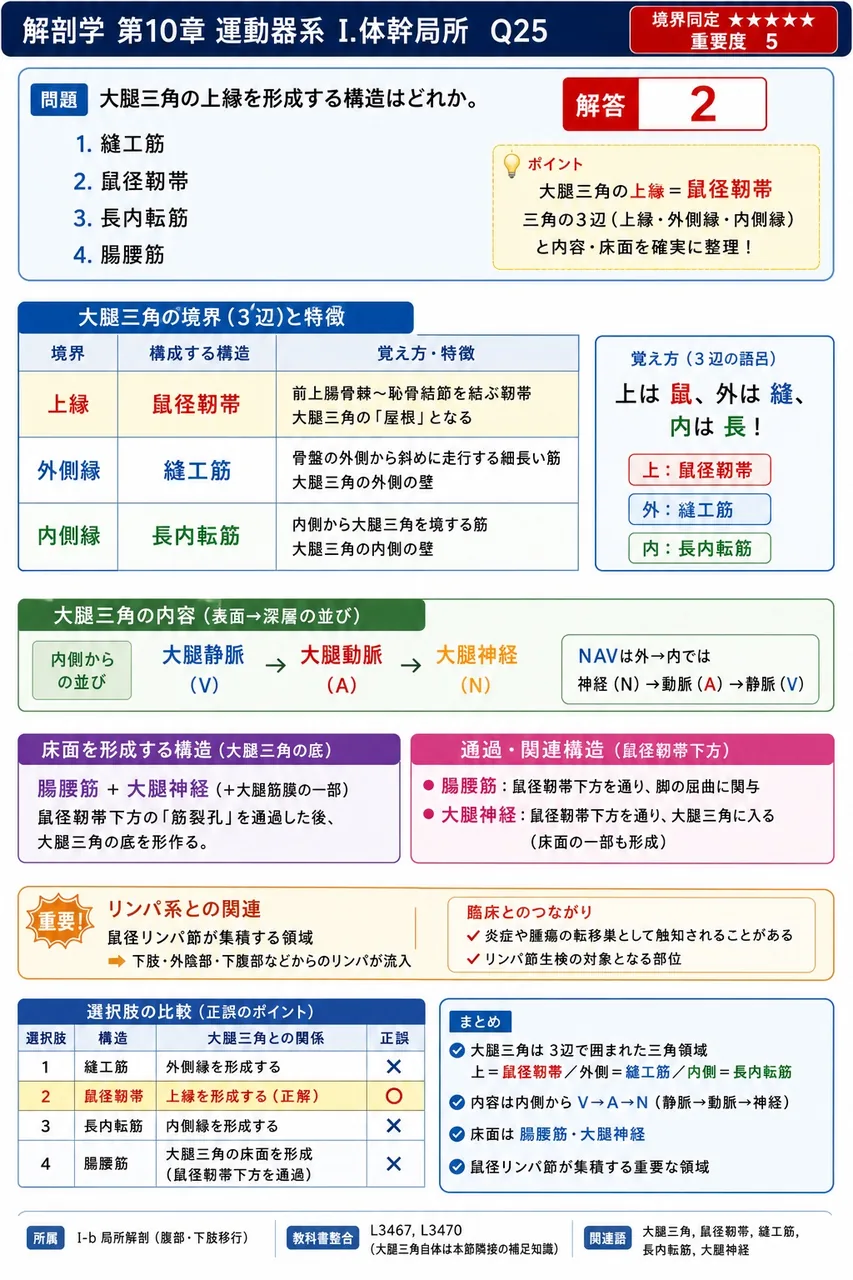 大腿三角の上縁を形成する構造はどれか。 解説図