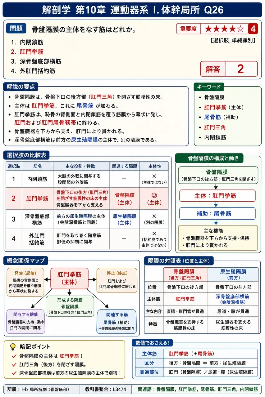 坐骨直腸窩を上下から挟んで境界をなす構造の組合せとして正しいのはどれか。 解説図