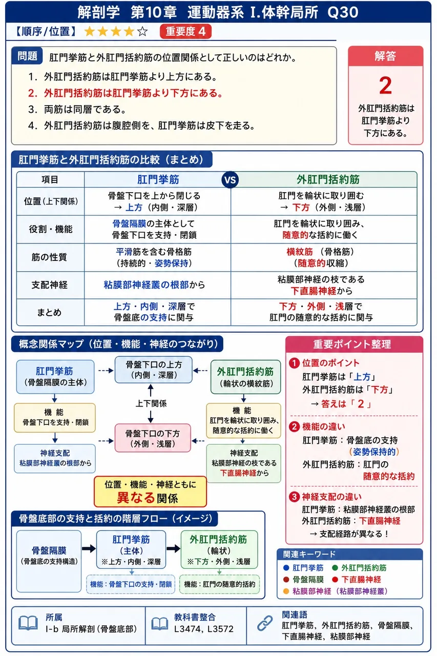 肛門挙筋と外肛門括約筋の位置関係として正しいのはどれか。 解説図