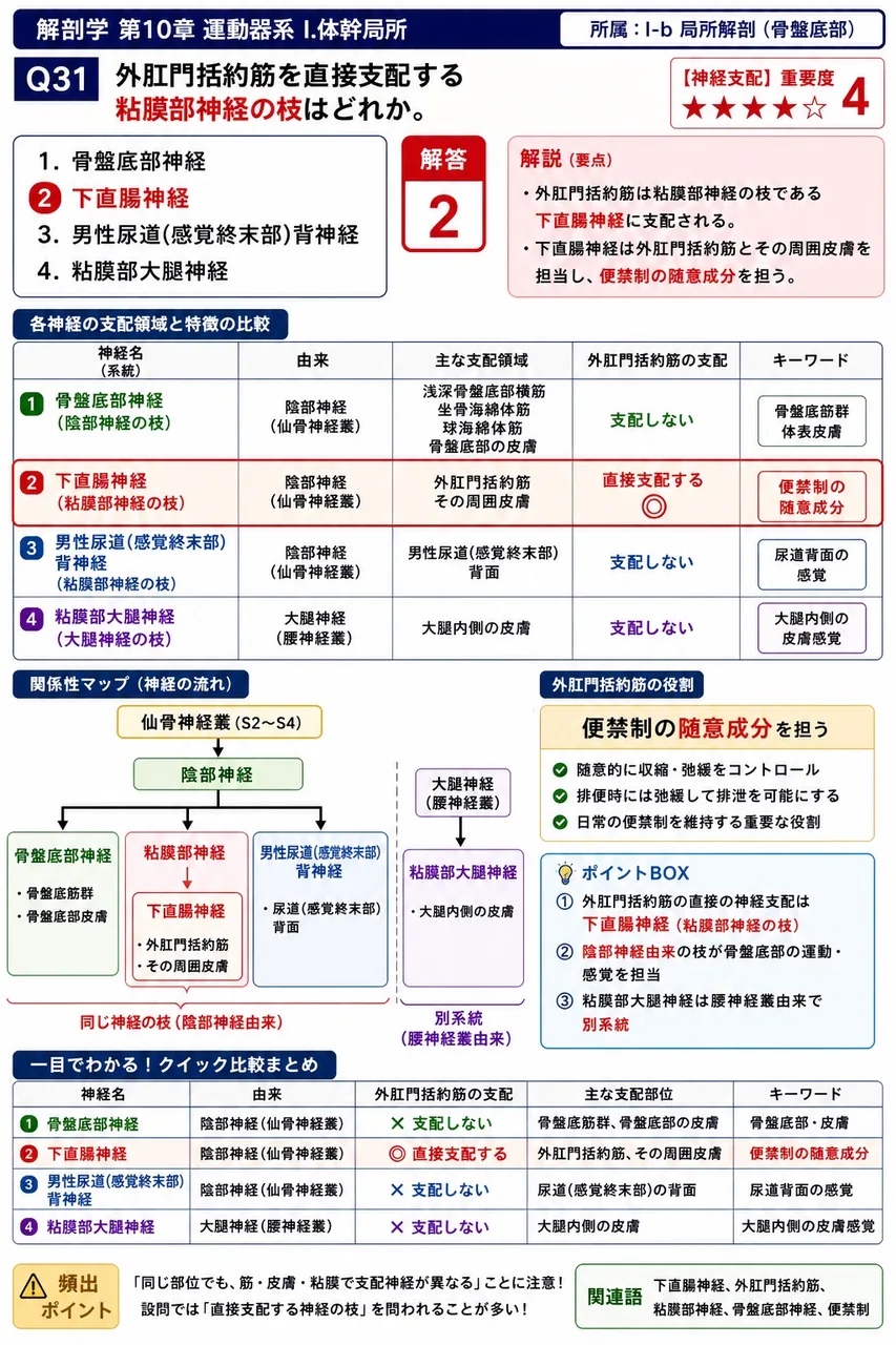 外肛門括約筋を直接支配する陰部神経の枝はどれか。 解説図