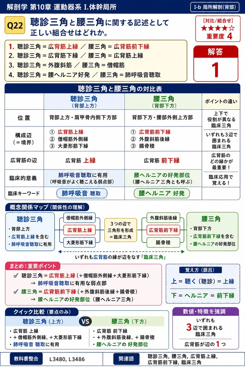 鎖骨下動脈が第1肋骨外側縁から大円筋(または大胸筋)下縁までの間で名前を変えた動脈を答えよ。 解説図