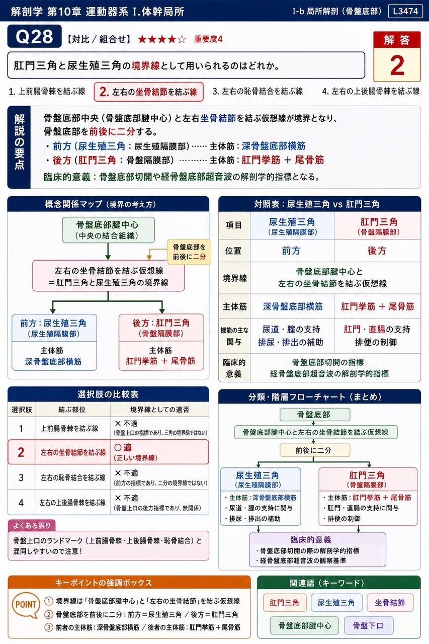 肋間動脈の走行について正しいのはどれか。 解説図