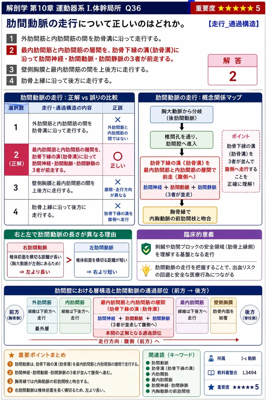 深部の肋間静脈が同名動脈に沿って注ぐ、脊柱右側を上行して上大静脈に開く静脈幹を答えよ。 解説図
