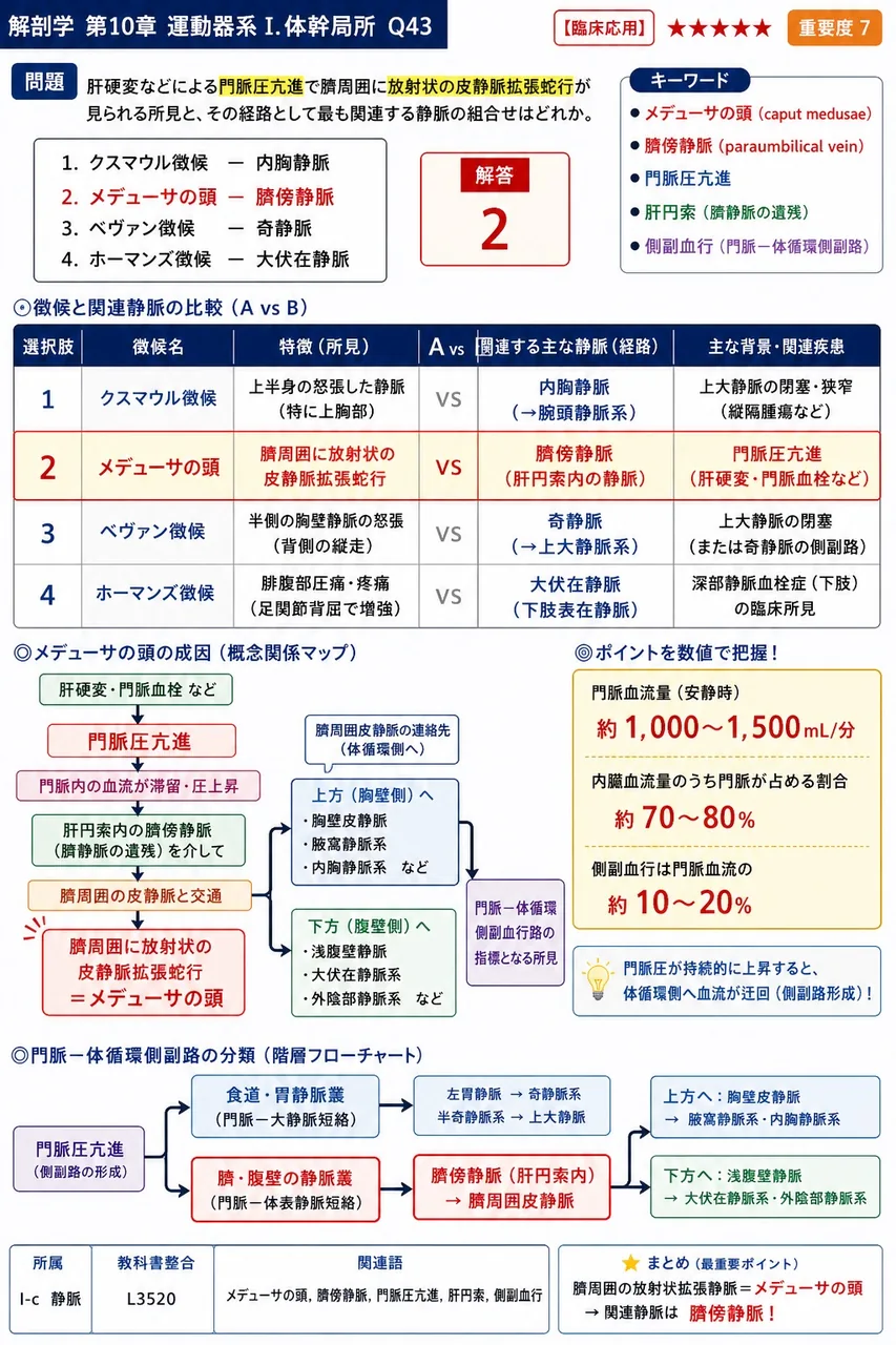 肝硬変などによる門脈圧亢進で臍周囲に放射状の皮静脈拡張蛇行が見られる所見と、その経路として最も関連する静脈の組合せはどれか。 解説図