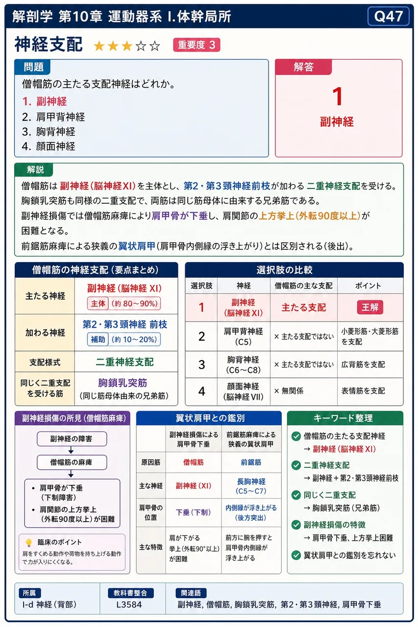 第12胸神経前枝に由来し、第12肋骨下縁に沿って走行する神経の名称を答えよ。 解説図