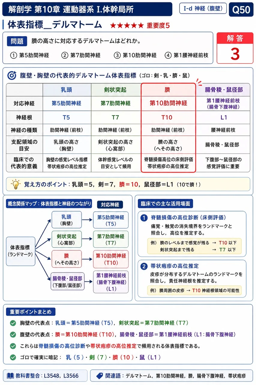 臍の高さに対応するデルマトームはどれか。 解説図