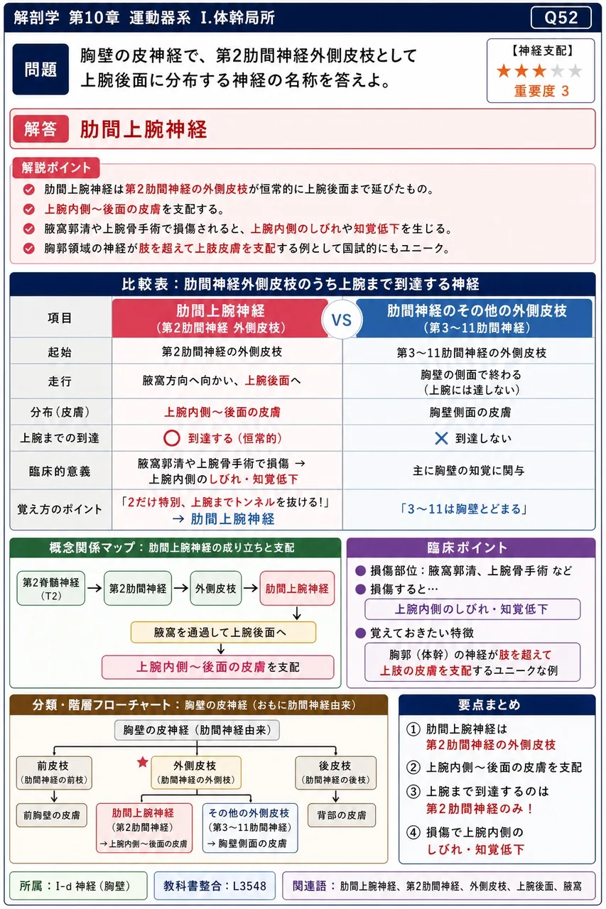 胸壁の皮神経で、第2肋間神経外側皮枝として上腕後面に分布する神経の名称を答えよ。 解説図