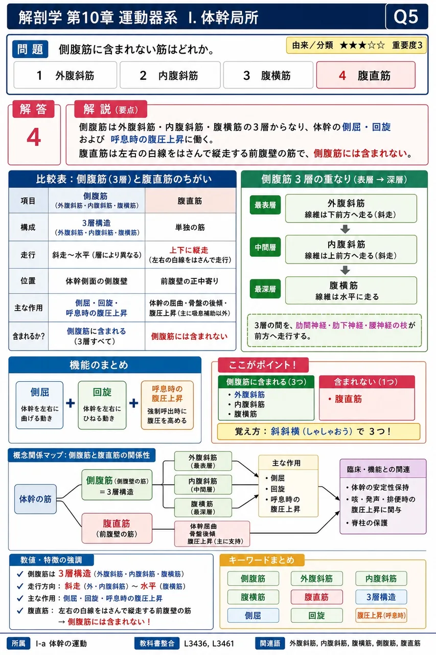 肋間神経の外側皮枝と前皮枝の分布部位の組合せとして正しいのはどれか。 解説図