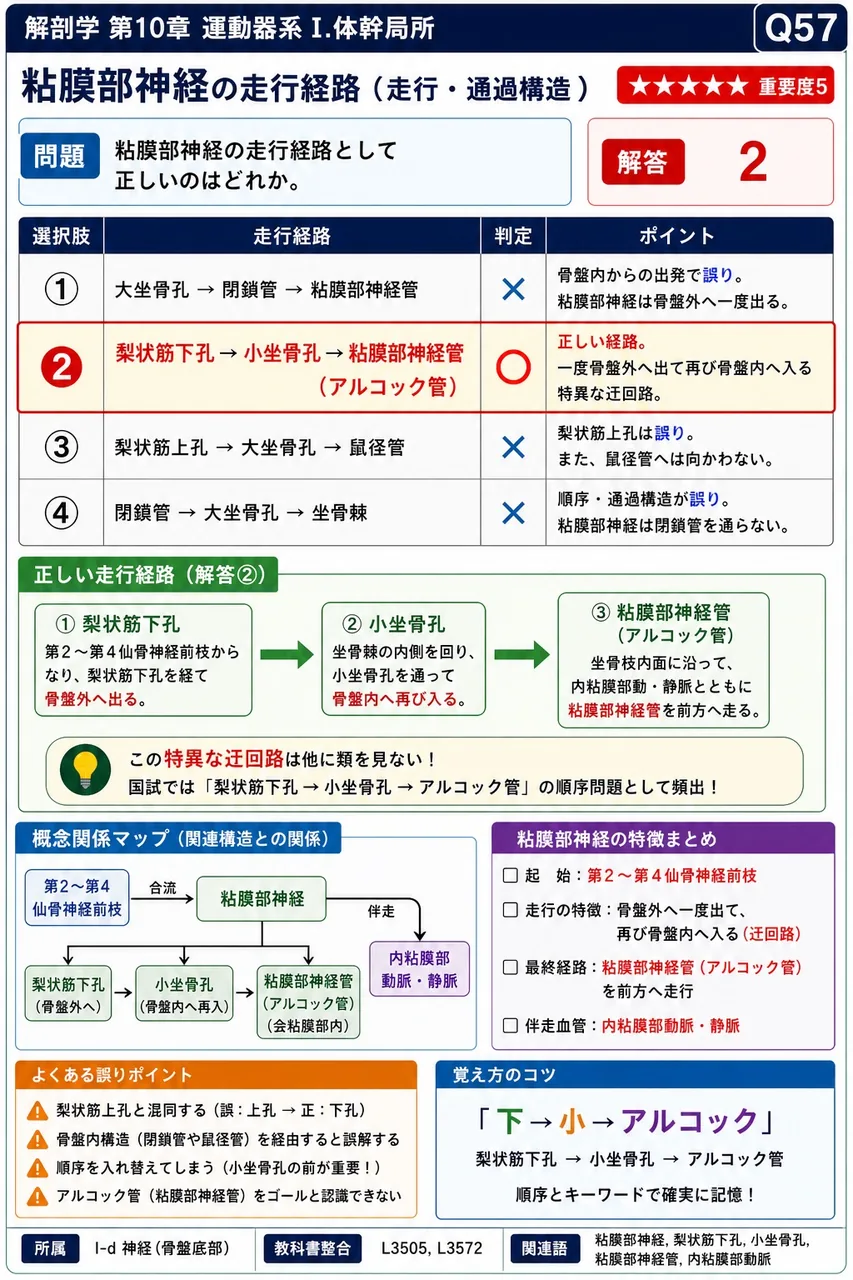 陰部神経の走行経路として正しいのはどれか。 解説図