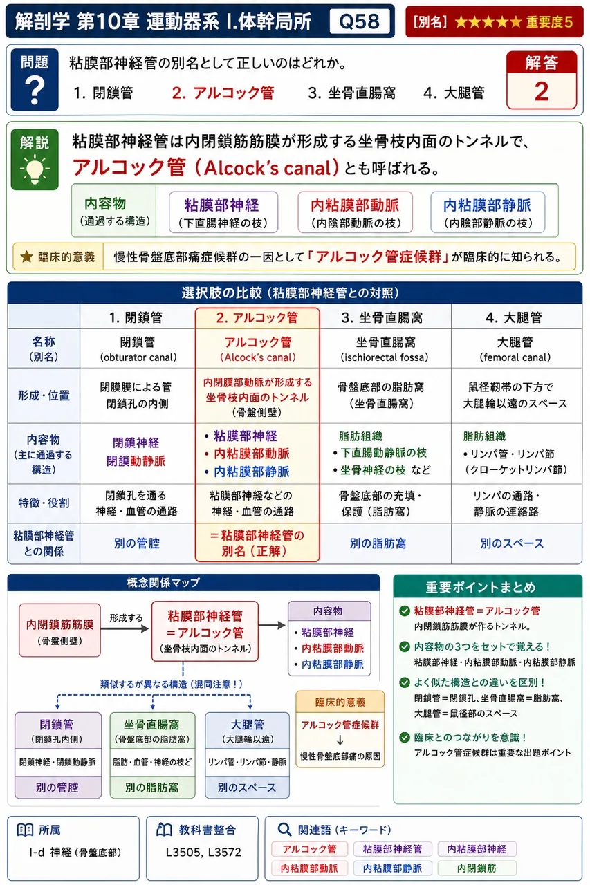 陰部神経管の別名として正しいのはどれか。 解説図
