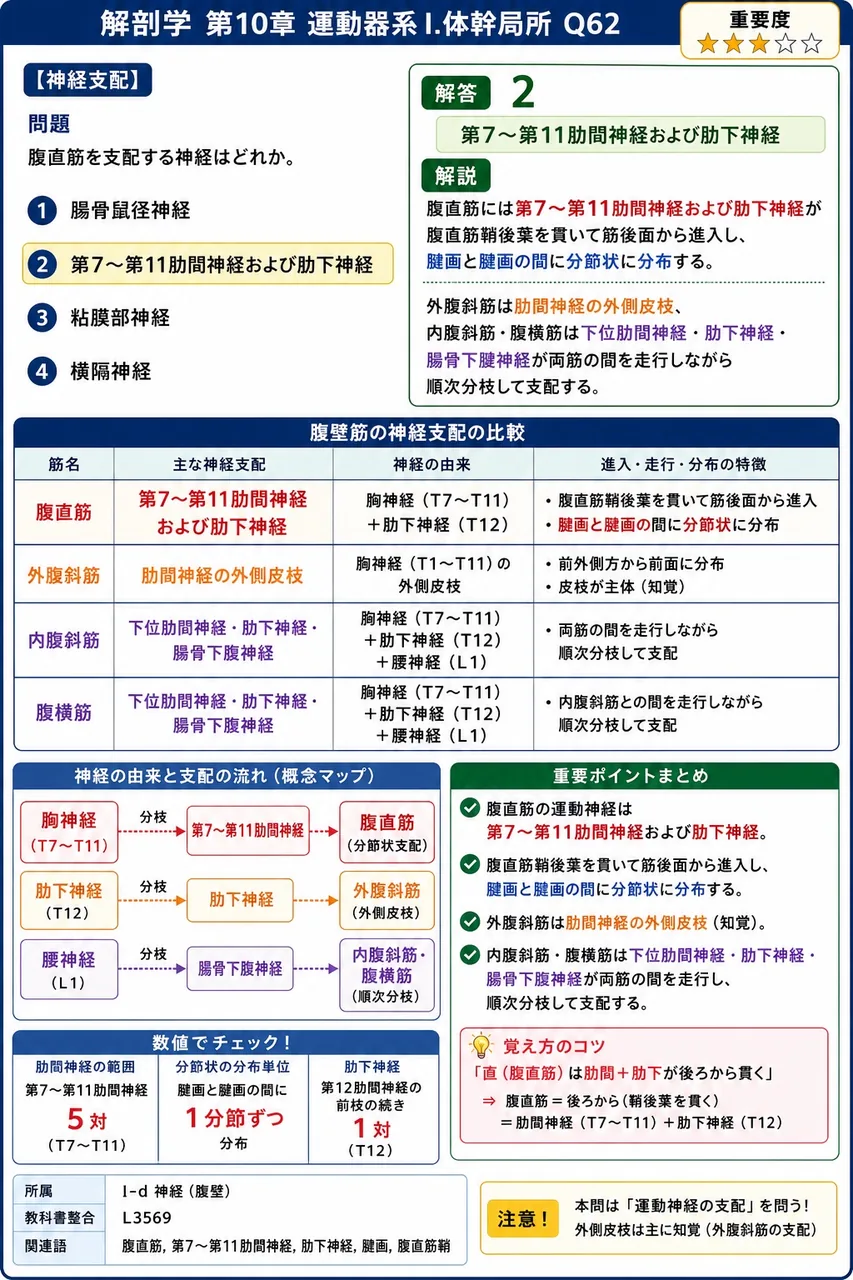 腹直筋を支配する神経はどれか。 解説図