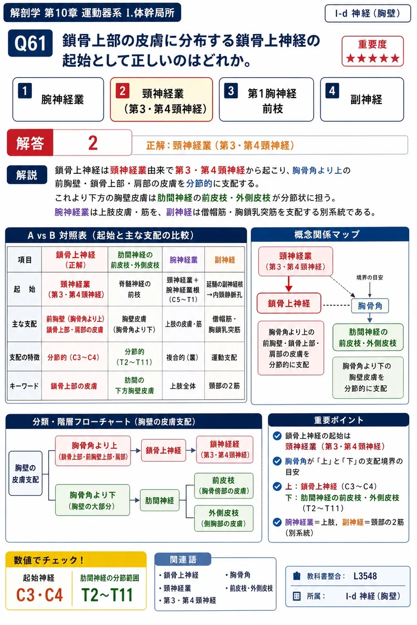 腰方形筋の支配神経として最も適切なのはどれか。 解説図