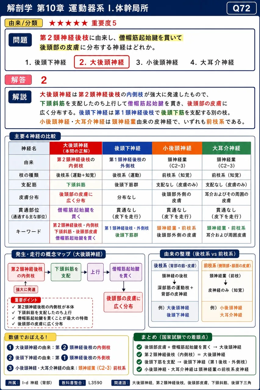 第2頸神経後枝に由来し、僧帽筋起始腱を貫いて後頭部の皮膚に分布する神経はどれか。 解説図