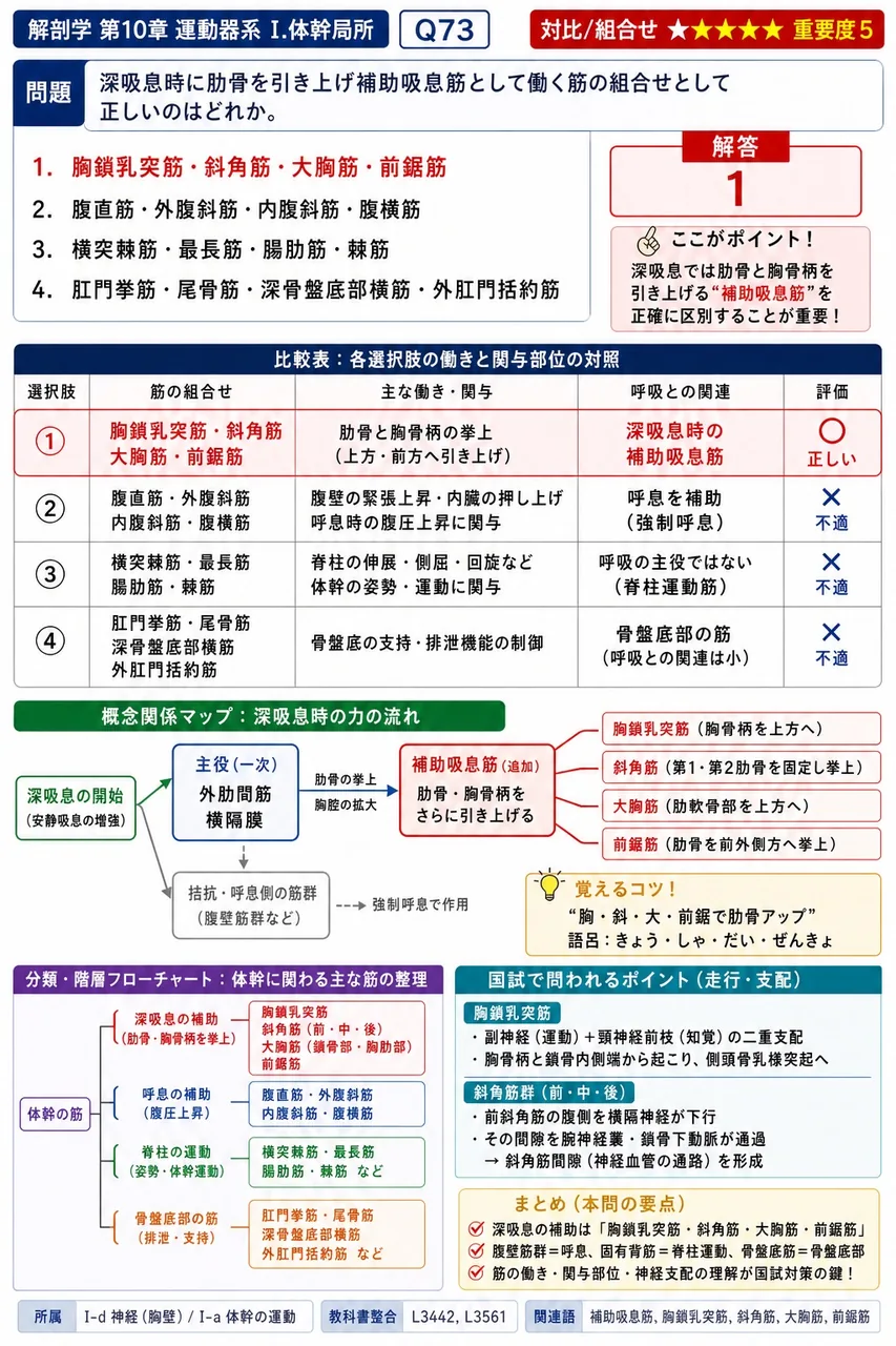 深吸息時に肋骨を引き上げ補助吸息筋として働く筋の組合せとして正しいのはどれか。 解説図
