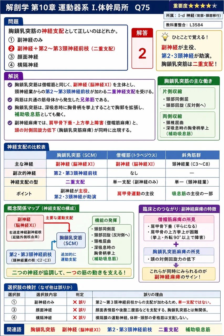 胸鎖乳突筋の神経支配として正しいのはどれか。 解説図