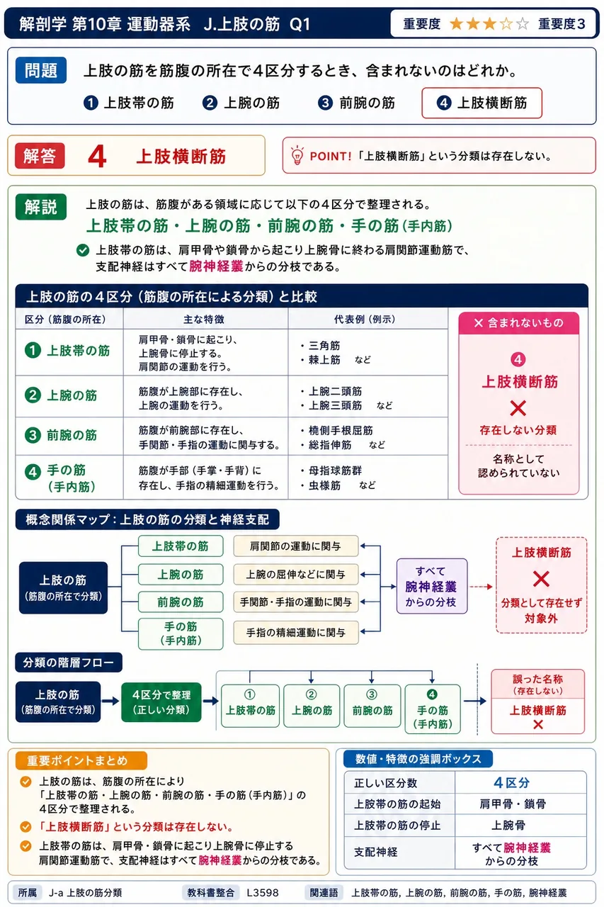 上肢の筋を筋腹の所在で4区分するとき、含まれないのはどれか。 解説図