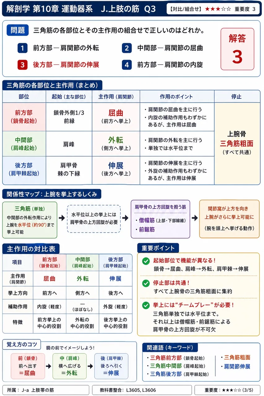 三角筋の各部位とその主作用の組合せで正しいのはどれか。 解説図