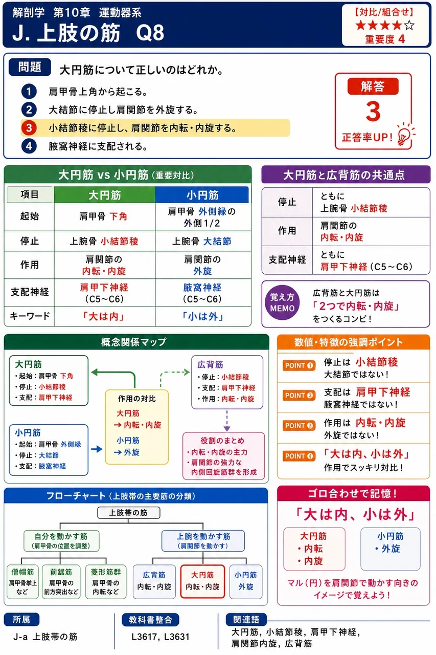 大円筋について正しいのはどれか。 解説図