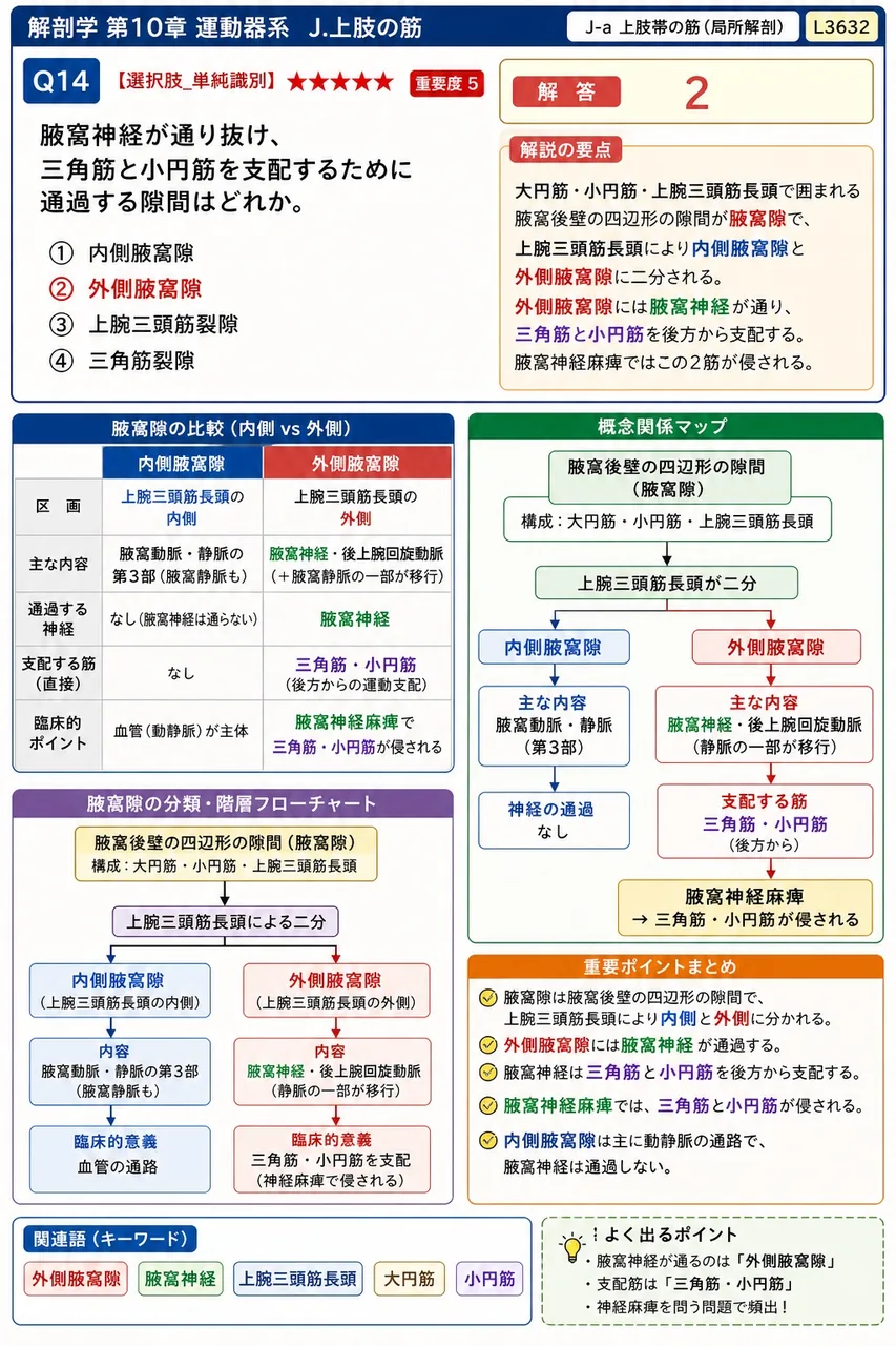 腋窩神経が通り抜け、三角筋と小円筋を支配するために通過する隙間はどれか。 解説図